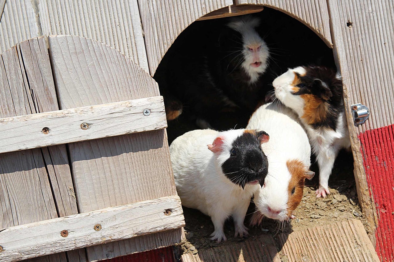 Mehrere Meerschweinchen in einem Holzstall