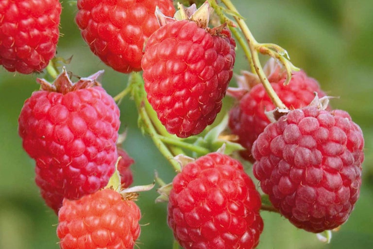 Nahaufnahme von Himbeeren an einem Zweig