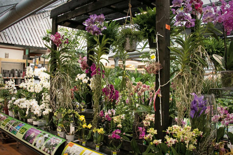 Exposition variée d'orchidées dans une jardinerie avec différentes couleurs et variétés.