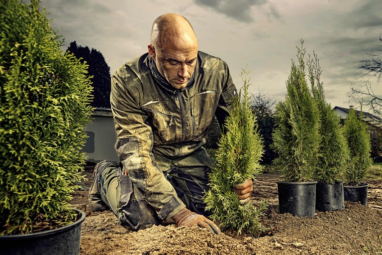 Un homme plante une haie de thuyas dans le jardin.