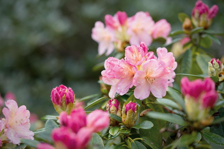 Gros plan de fleurs de rhododendron roses avec des gouttes de rosée