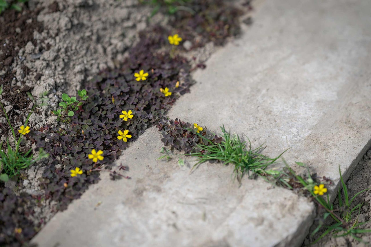 Gros plan de fleurs jaunes et de plantes rampantes sur une allée de jardin
