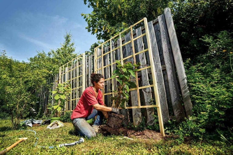 Planter et entretenir des kiwis