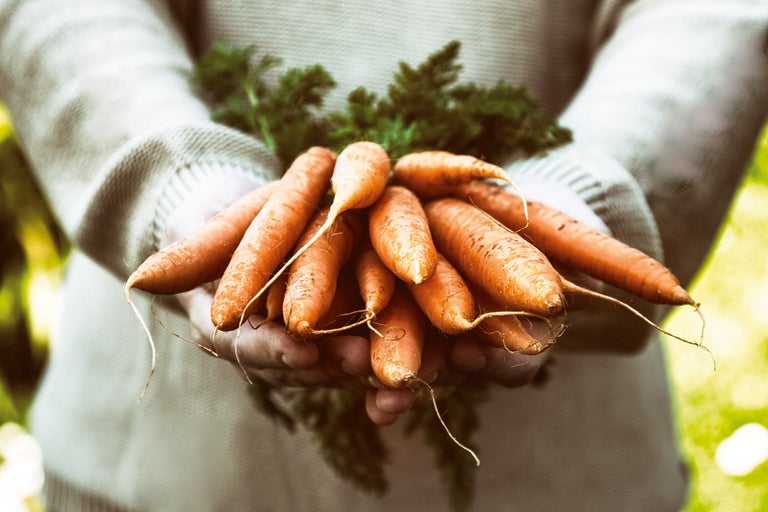 Personne tenant un bouquet de carottes dans ses mains