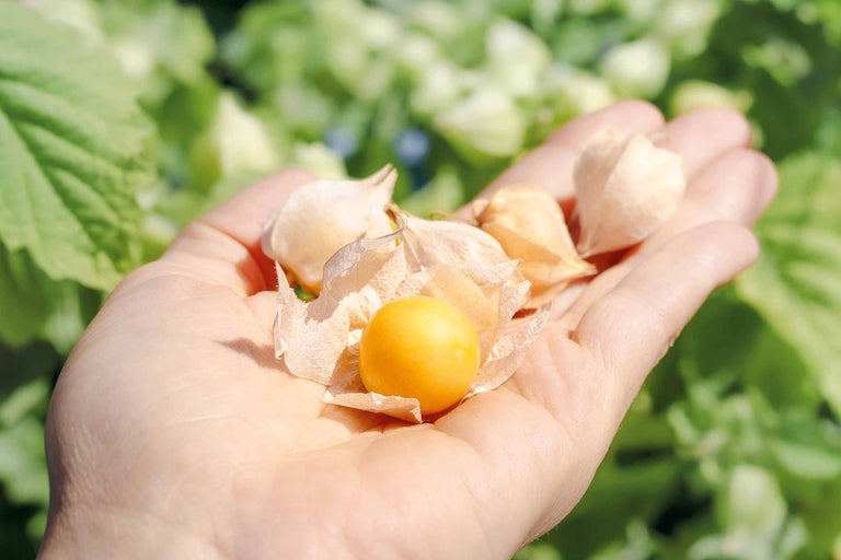 Main tenant des physalis avec des feuilles