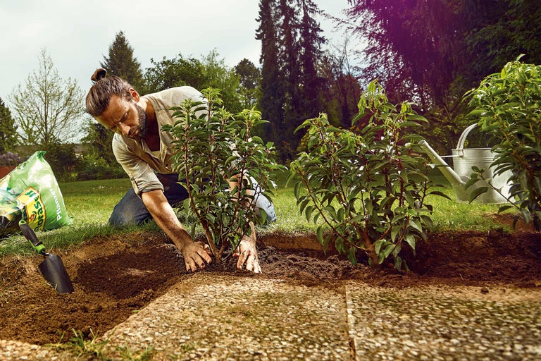 Un homme plante de jeunes arbustes dans le jardin avec du terreau, une pelle et un arrosoir.