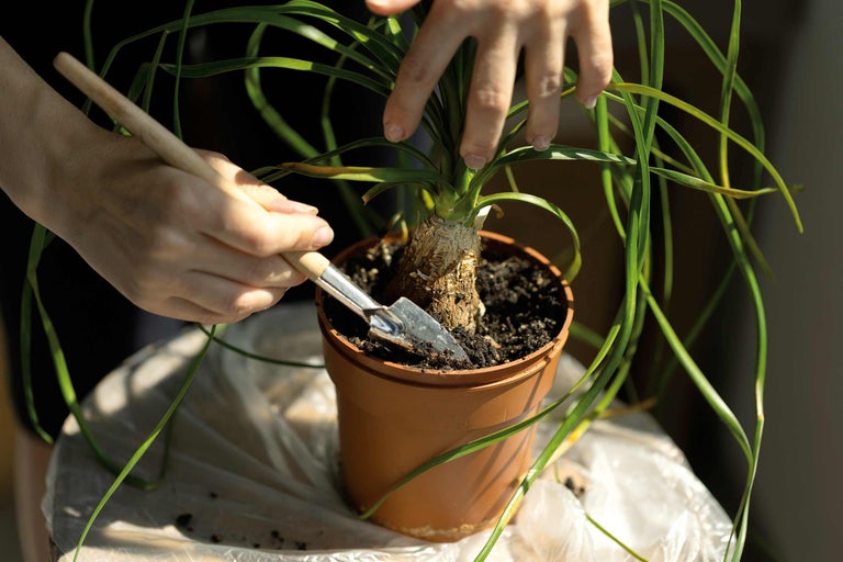 Routines d'entretien: Plante d'intérieur rempotée dans un pot avec une petite pelle