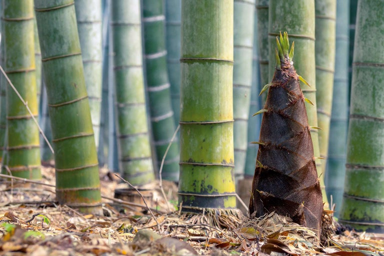 Planter le bambou: quand, où et comment?