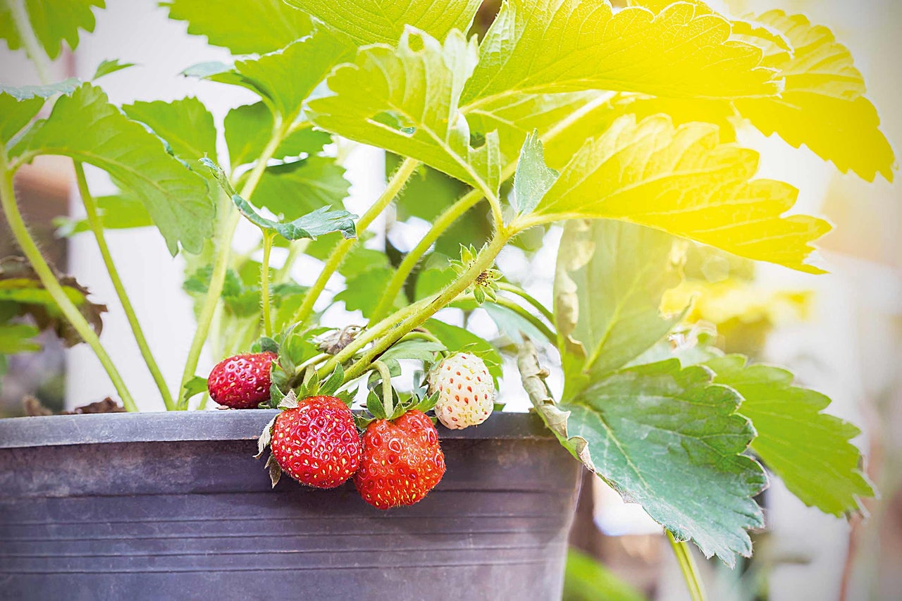 Fraisier en pot avec des fruits mûrs et non mûrs