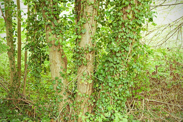 Arbres dans la forêt recouverts de lierre