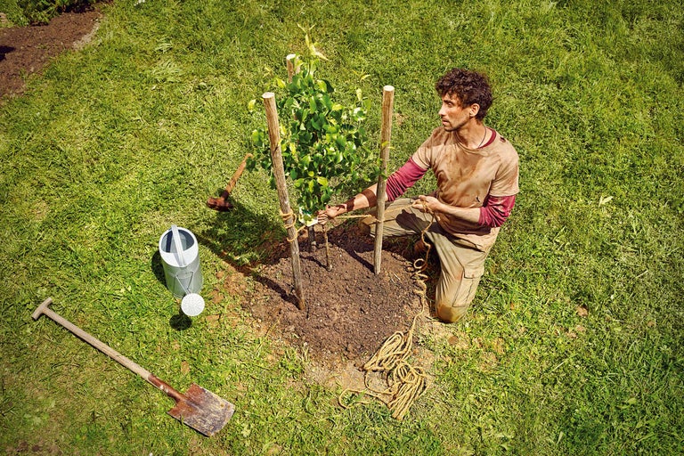 Ein Mann pflanzt einen Baum mit Holzpfählen, Seil, einer Schaufel und einer Gießkanne in einem Garten.