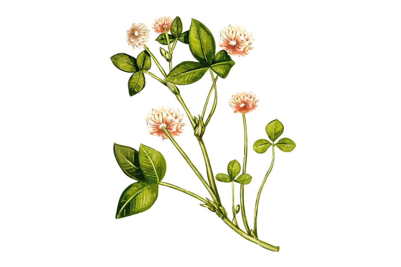 Trèfle avec feuilles et fleurs