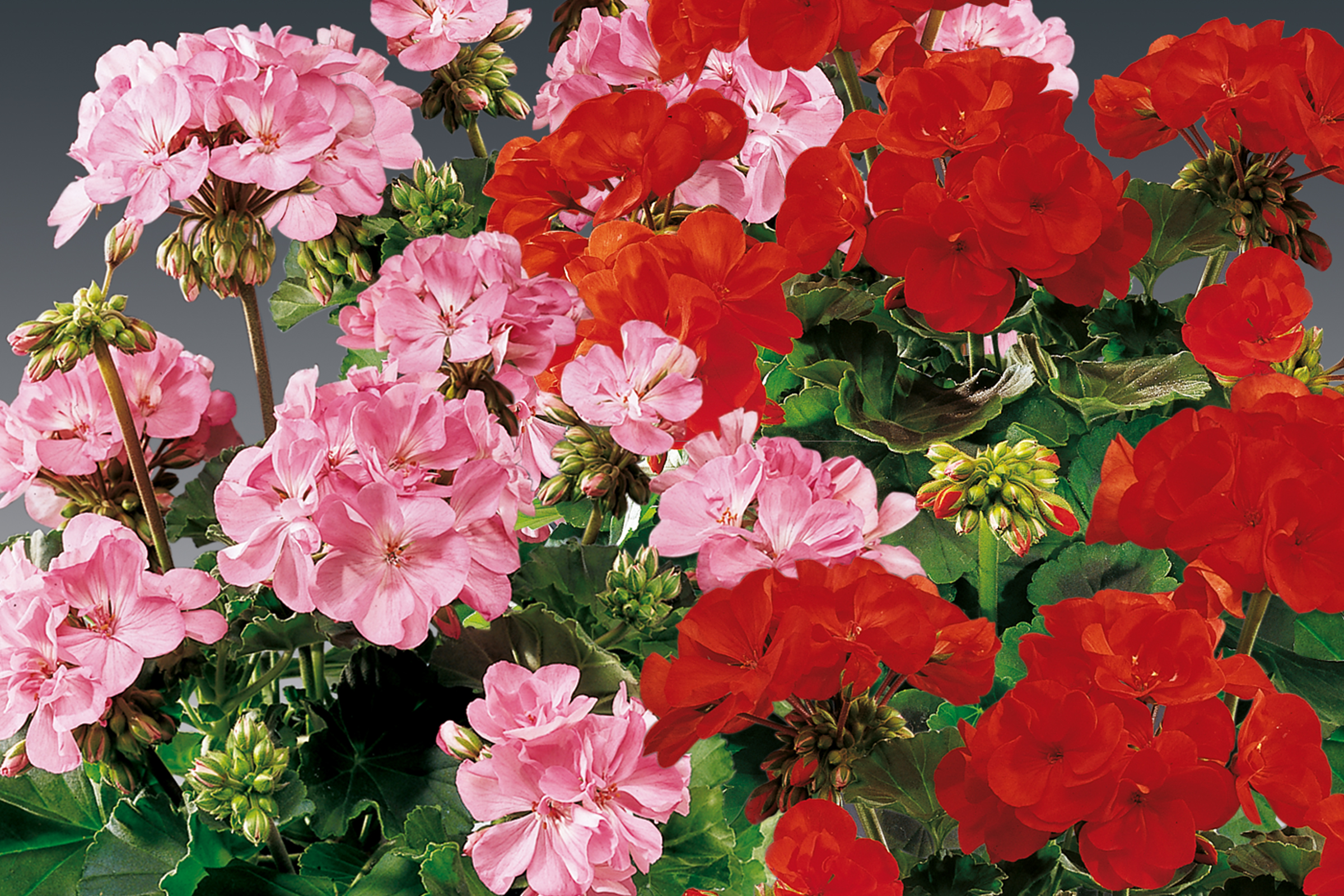 Nahaufnahme von rosa und roten Geranienblüten