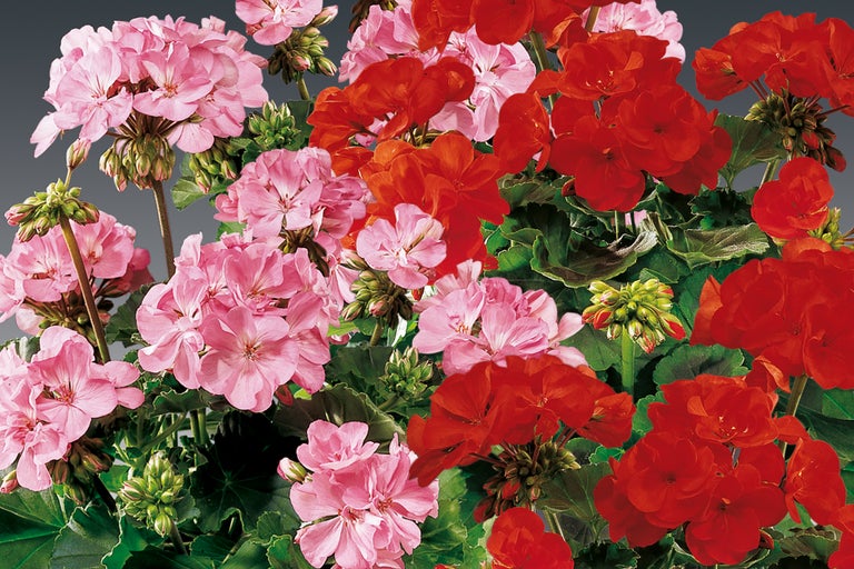 Gros plan de fleurs de géraniums roses et rouges