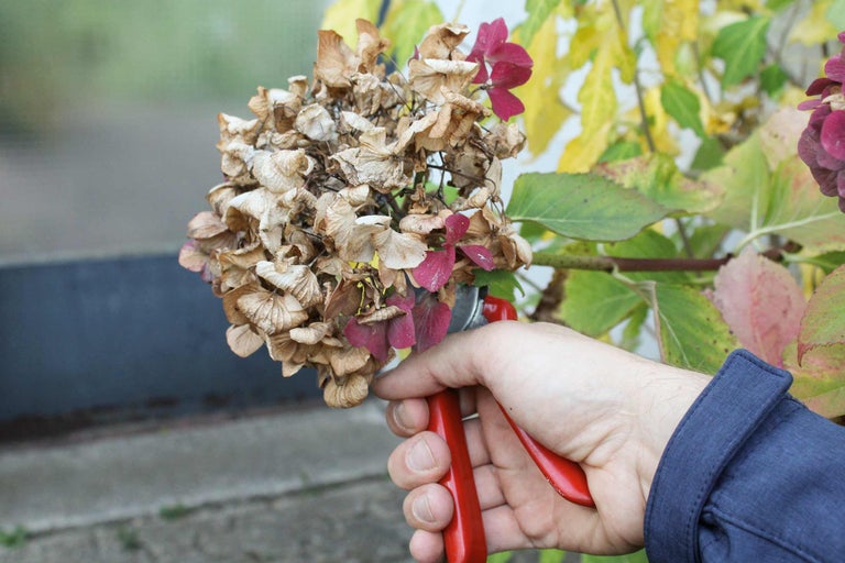 Eine Person schneidet mit einer Gartenschere eine vertrocknete Hortensienblüte ab.