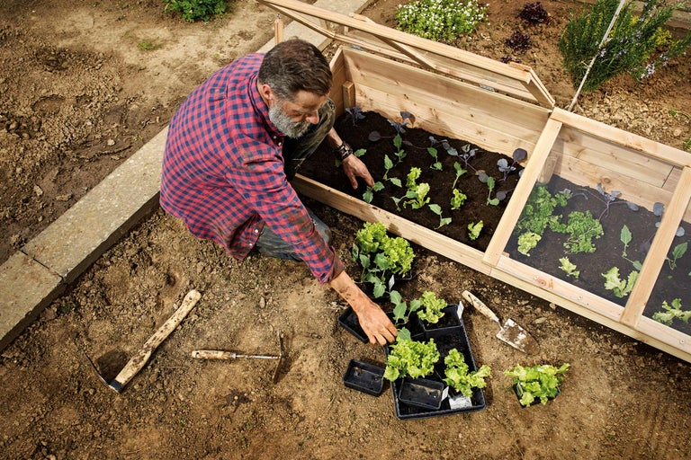Un homme plante des semis dans une couche de culture dans le jardin.