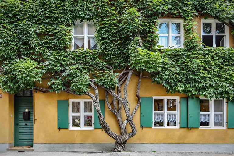 Hausfassade mit Kletterpflanzen und Fensterläden