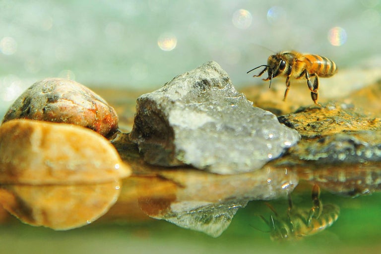 Abeille sur pierre au bord de l'eau