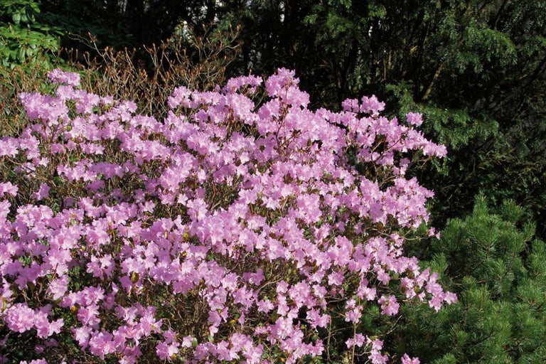 Blühender Rhododendronstrauch im Garten