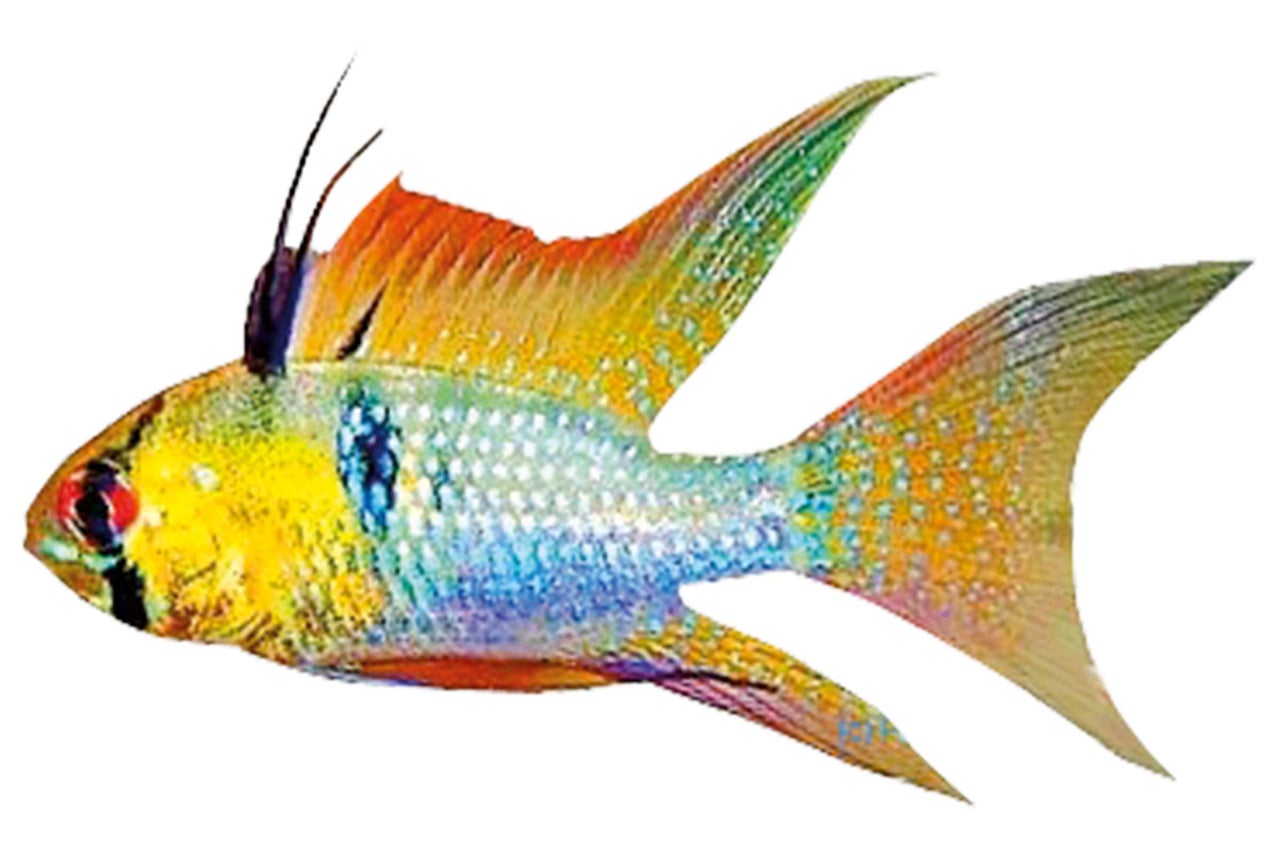 Poisson-papillon