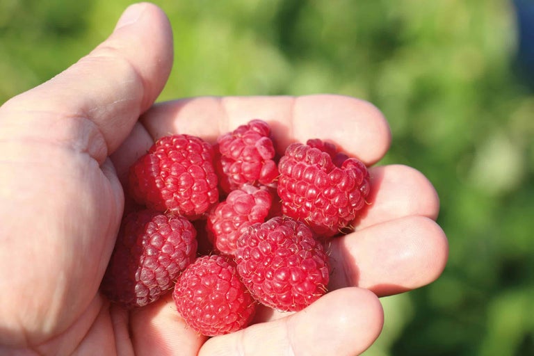 Poignée de framboises