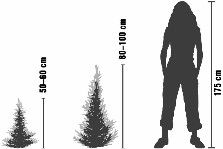Comparaison de la taille de trois conifères avec une personne mesurant 175 centimètres. Les conifères ont une taille de 50 à 60 centimètres, de 80 à 100 centimètres et sont comparés à la personne.
