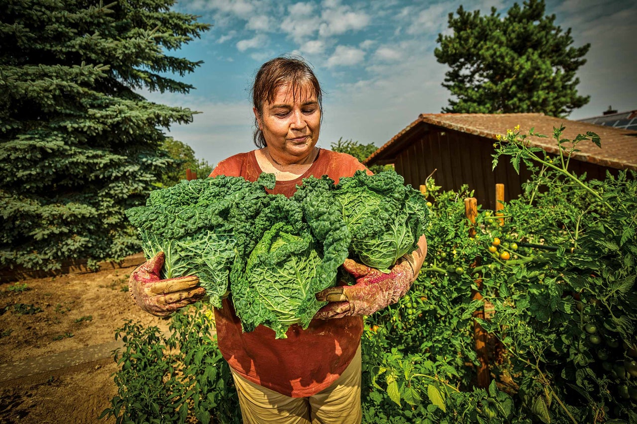 Femme tenant du chou frisé fraîchement récolté dans le jardin