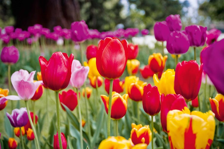 Gros plan d'un champ avec différentes variétés de tulipes