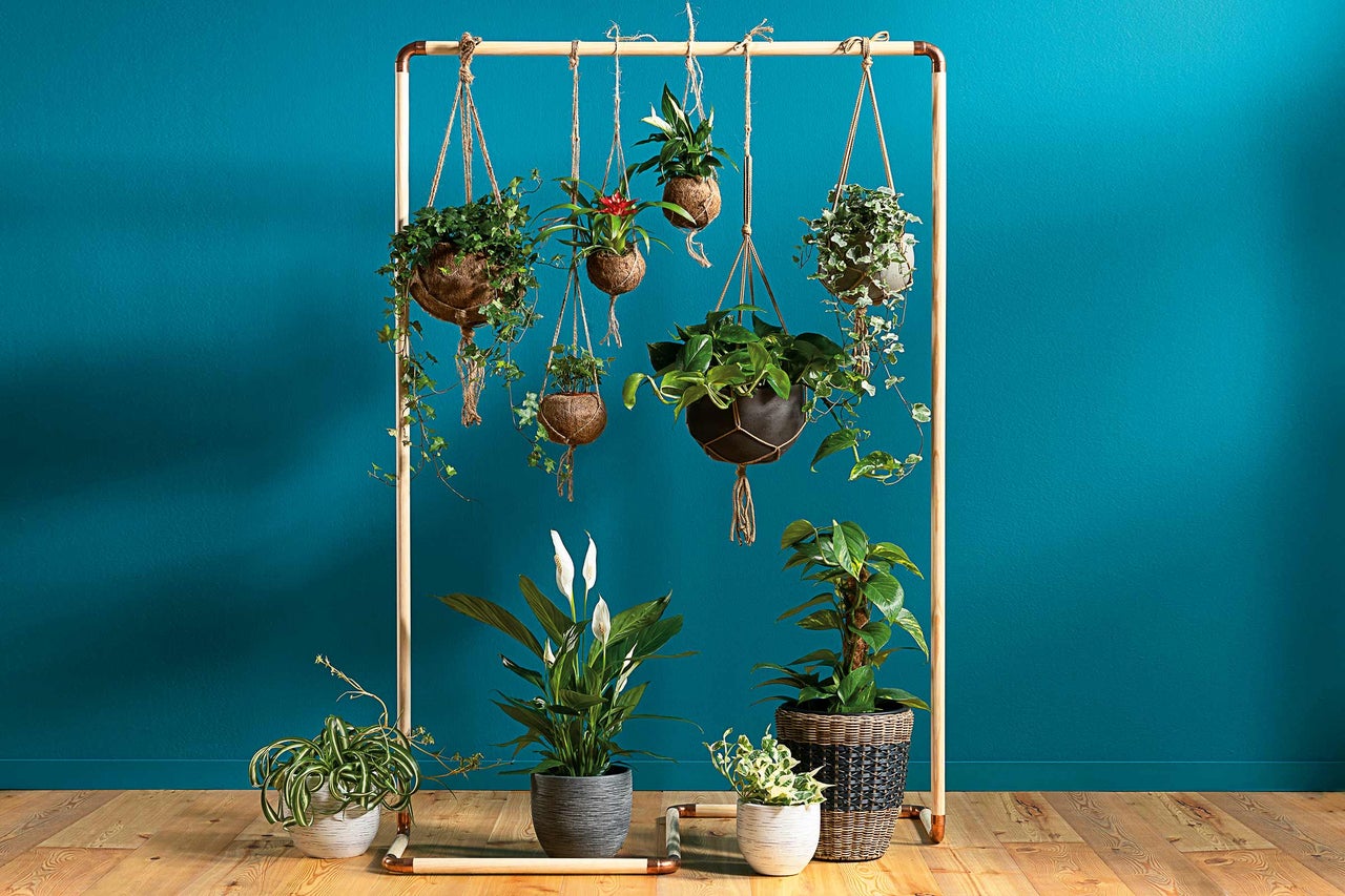 Arrangement avec des plantes d'intérieur dans des paniers suspendus et des pots de fleurs sur un présentoir à plantes