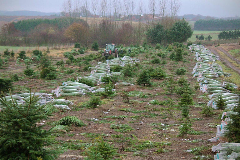 Plantation de sapins de Noël avec tracteur et arbres emballés