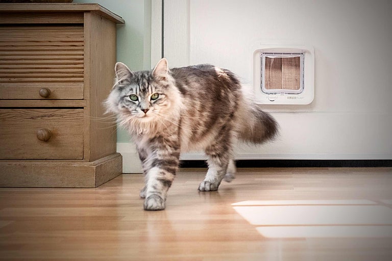 Installer une trappe pour chat