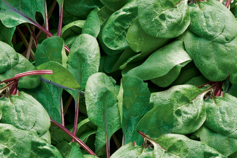 Gros plan sur des feuilles de bette à carde avec des gouttes d'eau