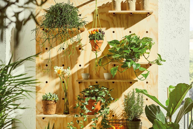Étagère murale avec plantes d'intérieur en pots et vases.