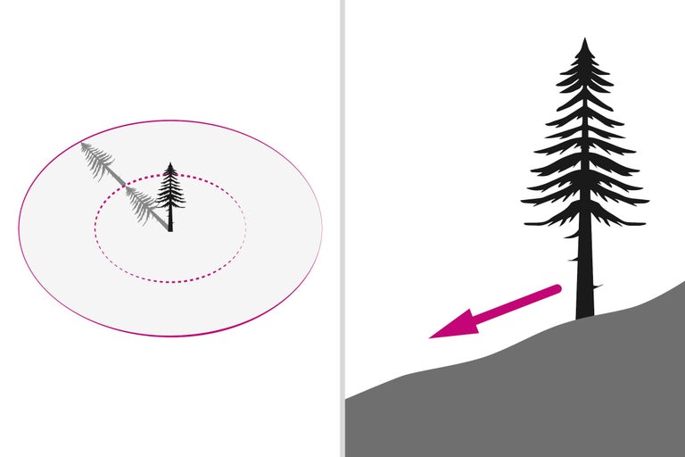 Illustration de l'abattage d'un arbre