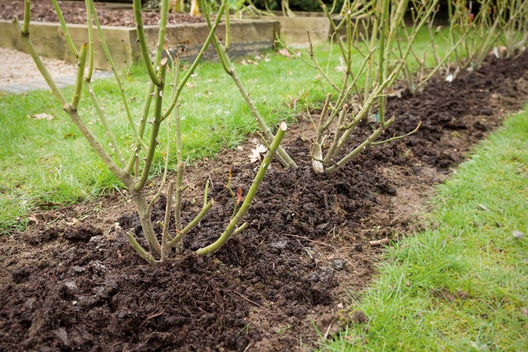 Rangée de rosiers taillés dans un parterre de jardin