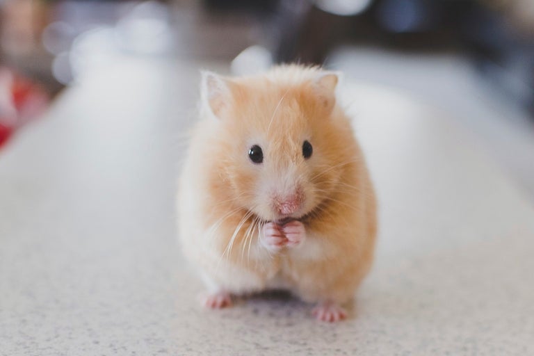 Hamster doré avec les pattes repliées