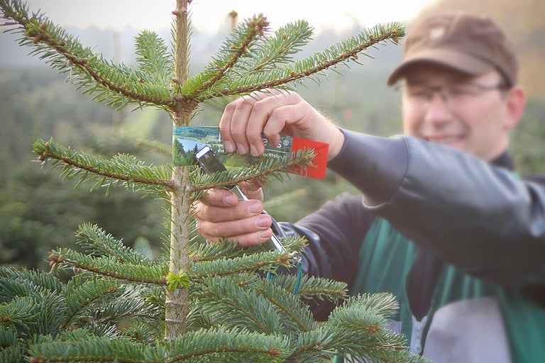 Un homme fixe une étiquette sur un sapin de Nordmann lors de la vente de sapins de Noël