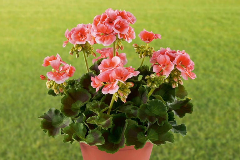 Geranie im Topf mit Blüten