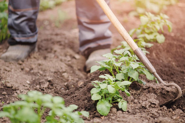 Person harkt Erde in einem Gartenbeet mit jungen Pflanzen.