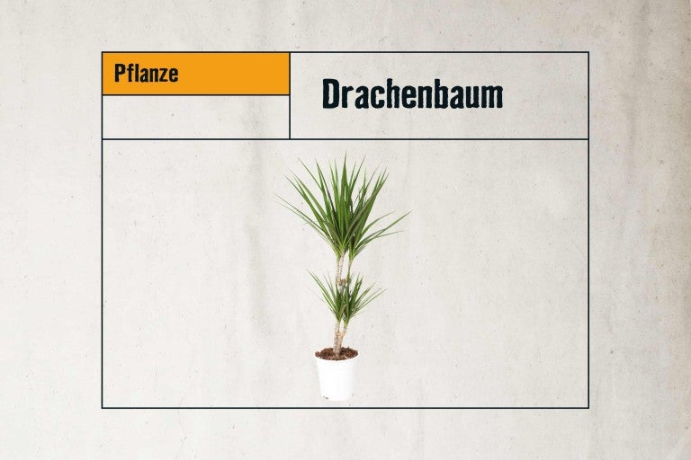 Drachenbaum Zimmerpflanze im Topf