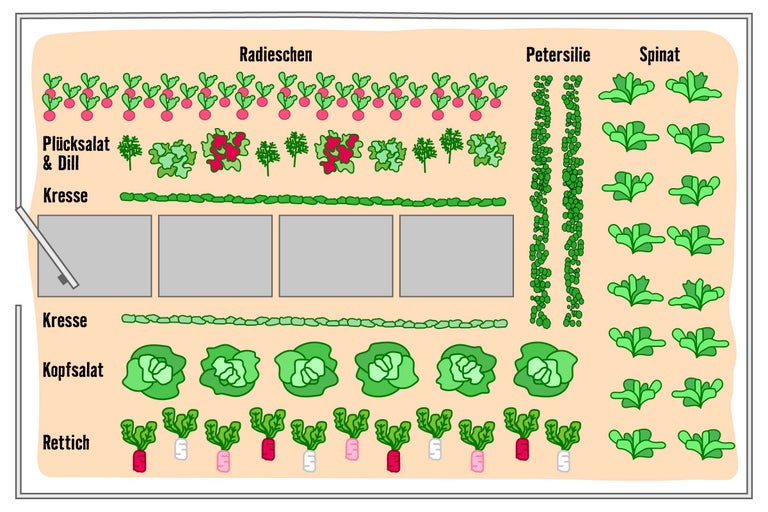Illustration eines Gemüsebeets mit Radieschen, Pflücksalat, Dill, Kresse, Petersilie, Spinat, Kopfsalat und Rettich
