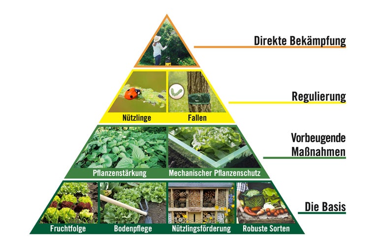 Pyramide zur Pflanzenpflege mit Direkter Bekämpfung, Regulierung, Vorbeugende Maßnahmen und Die Basis
