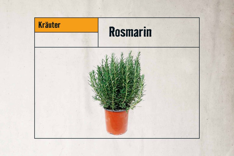 Rosmarinpflanze im Topf