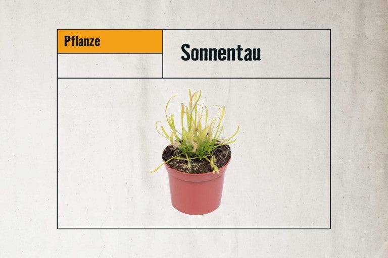 Sonnentau Pflanze im Topf