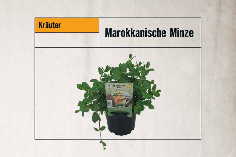 Marokkanische Minze im Topf