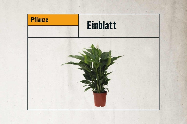 Einblatt Pflanze im Topf