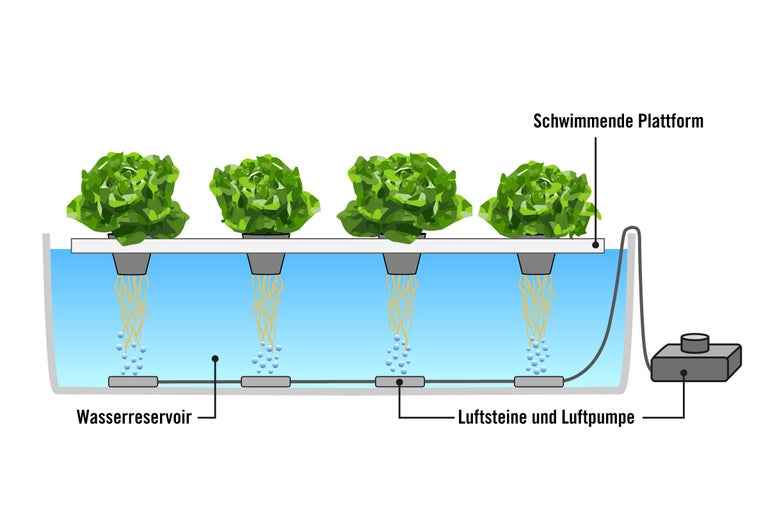Illustration eines Hydrokultursystems mit Wasserreservoir, Luftsteinen, Luftpumpe und schwimmender Plattform für Salatpflanzen
