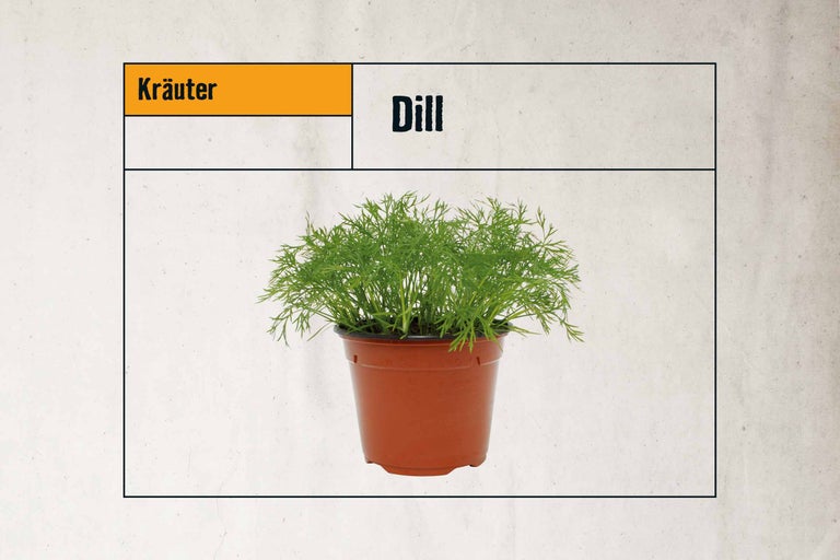 Dill im Topf