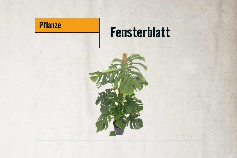 Fensterblatt Zimmerpflanze im Topf mit Kletterhilfe