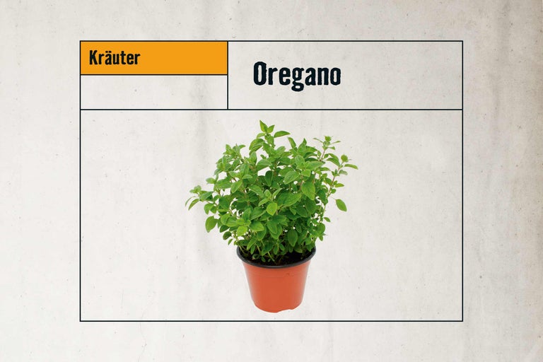 Oregano im Topf